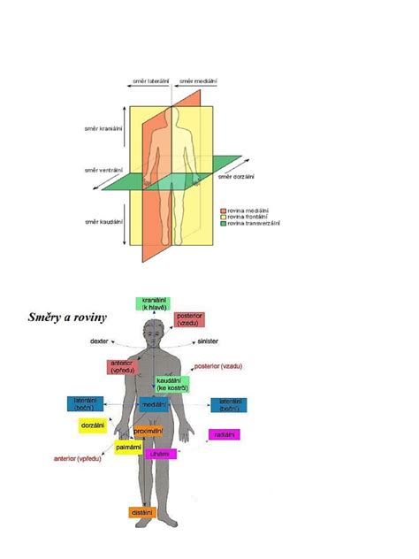 Infografika: Anatomické oblasti náchylné na vznik dekubitov