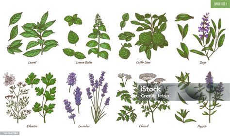 Ilustrace sibiřských bylin a soli