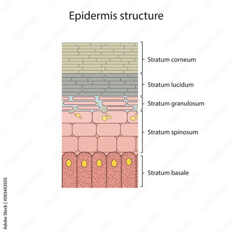 Schéma vrstiev pokožky s dôrazom na epidermis a stratum corneum