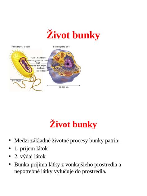 Schéma: Mladé bunky s vysokou vitalitou vs. staršie bunky
