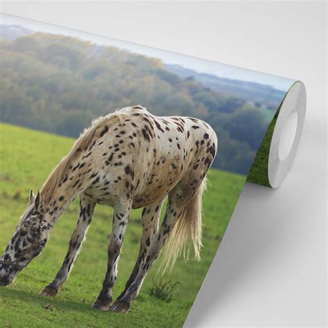 Tematické foto: Šťastný kôň na pastve