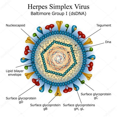 schéma: štruktúra a životný cyklus vírusu herpes simplex