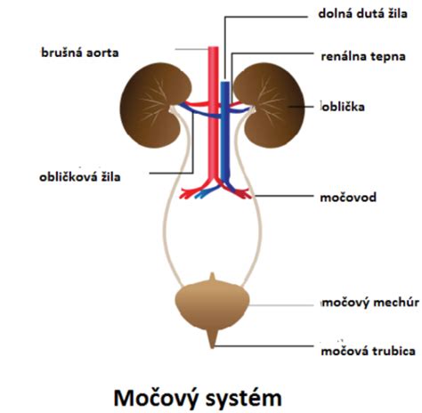Schéma močovej sústavy človeka s vyznačením močovej trubice