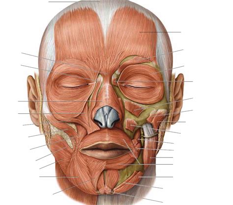 Ilustračná fotografia znázorňujúca mimické svaly tváre a oblasti aplikácie botulotoxínu.