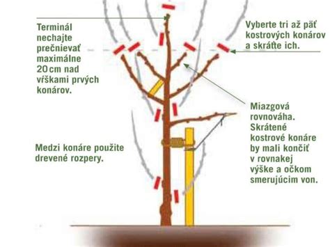 Schéma správneho tvarovania koruny marhule s vyznačenými poschodiami konárov a uhlami rezu