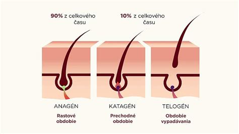Infografika: Fázy rastu vlasov a vplyv liečby