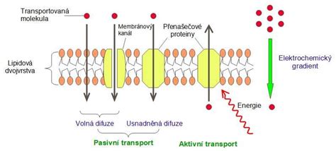 Schéma absorpcie liečiv cez kožu