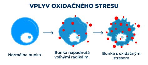 Schéma oxidačného stresu a poškodenia buniek