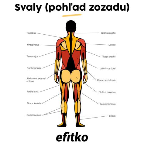 infografika: ako funguje botulotoxín na svaly