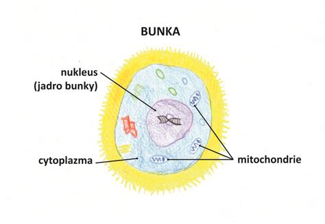 Schéma kvasinkovej bunky a jej interakcie s ľudskými bunkami