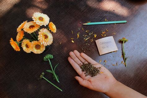 Ilustrácia zberu kvetov nechtíka v záhrade