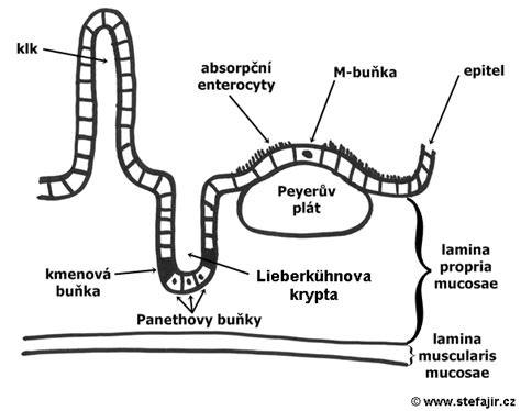 Schéma mikrobiómu vaginálnej sliznice a mechanizmus pôsobenia laktobacilov pri udržiavaní kyslého pH