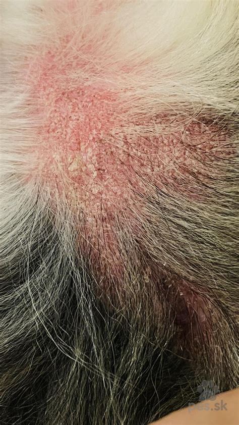Pes so začervenanou a zhrubnutou kožou v oblasti podpazušia typickou pre atopickú dermatitídu