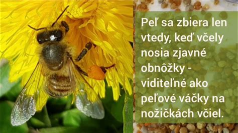 Infografika porovnávajúca zloženie a účinky propolisu a včelieho peľu