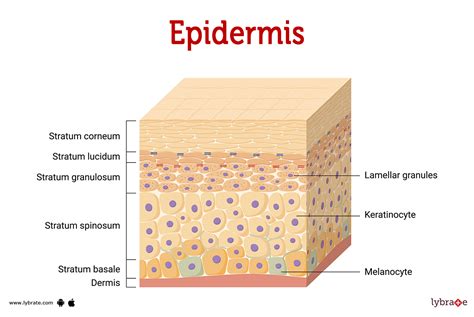 Schéma pôsobenia chemického peelingu na jednotlivé vrstvy epidermy
