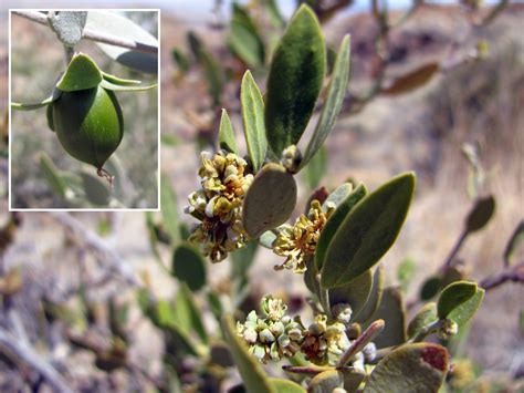 fľaštička jojobového oleja a kvitnúca rastlina Simmondsia chinensis