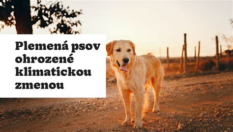 infografika: prevalencia atopickej dermatitídy u rôznych plemien psov