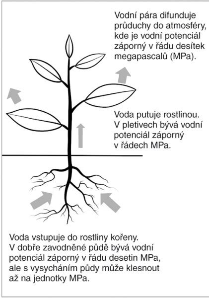Schéma mikrocirkulácie v očnom okolí