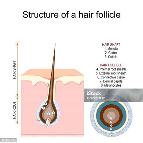 Ilustrácia znázorňujúca štruktúru vlasového folikulu a mazovej žľazy.