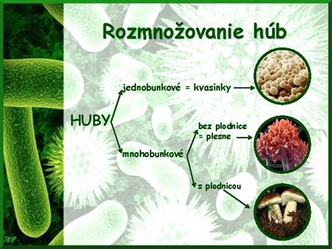 Infografika: Mechanizmus pôsobenia múdrej huby na plesne a kvasinky