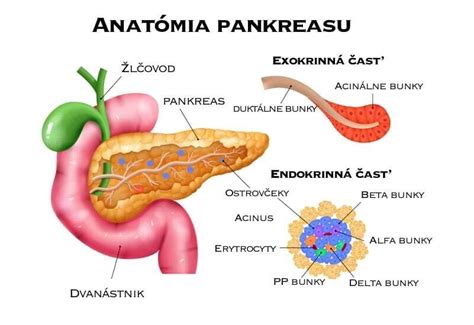 schéma pankreasu a jeho uloženia