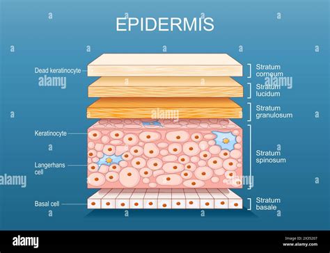 Schéma vrstiev kože (epidermis, dermis, hypodermis) s hlavnými bunkovými typmi a štruktúrami