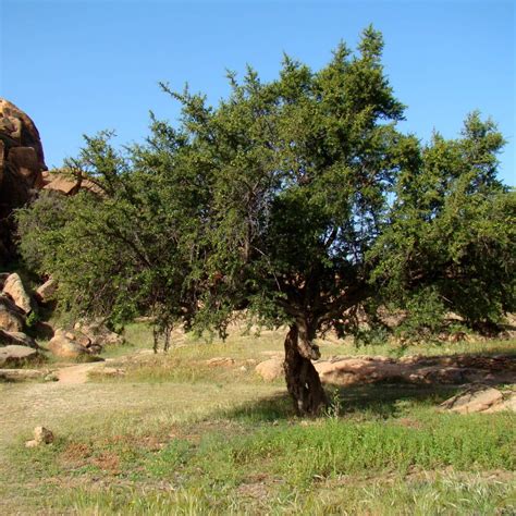 Tematické foto: Arganové plody na strome Argania spinosa v Maroku