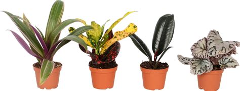 Ilustrácia rôznych odrôd koleusov s rôzne sfarbenými a tvarovanými listami