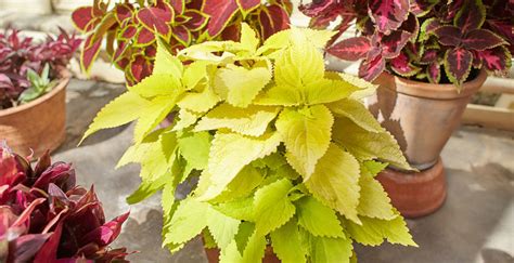 Infografika s tipmi na starostlivosť o koleus: svetlo, voda, pôda, hnojenie