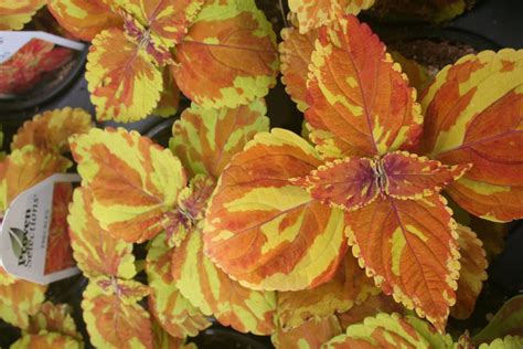 Ilustrácia zimovania koleusov v interiéri