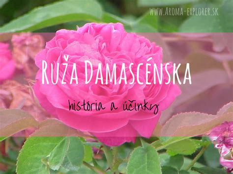 infografika: kľúčové zložky séra (šípkový olej, pupalkový olej, ruža damascénska, harmanček) a ich účinky