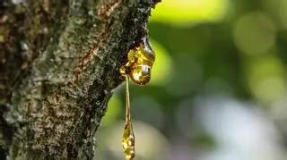 Schéma získavania kadidlového oleja parovodnou destiláciou zo živice stromu Boswellia