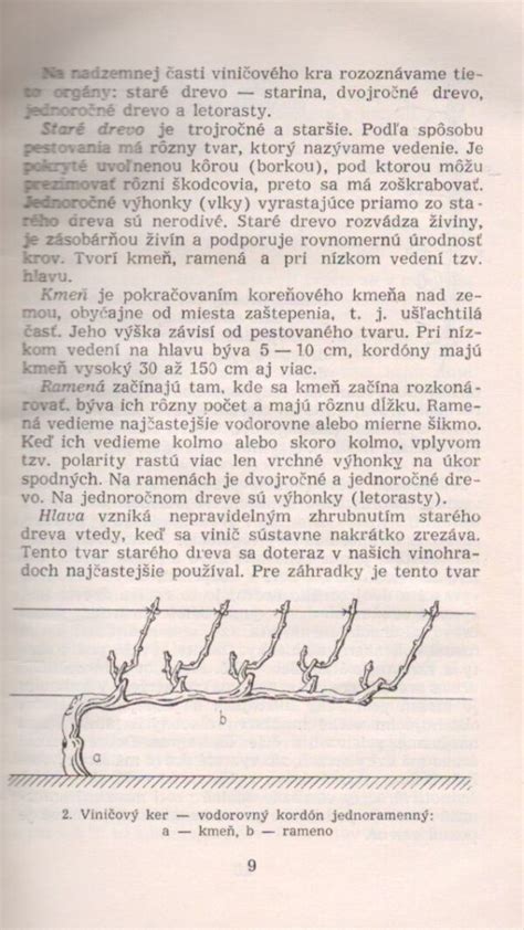 Ilustrácia: Pestovanie rumančeka v záhradke