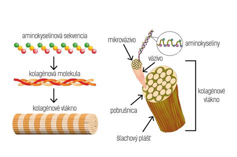 Vizualizácia štruktúry pokožky a pôsobenia kolagénu a peptidov.