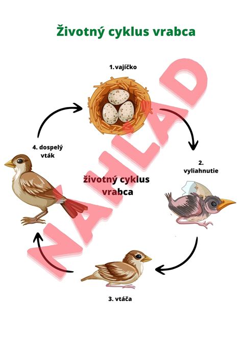 Infografika: Životný cyklus vírusu Varicella Zoster a mechanizmy reaktivácie pásového oparu