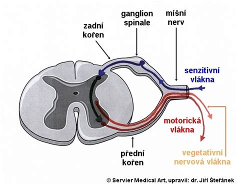Schéma nervových dráh tela a oblastí inervácie