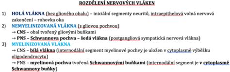 ilustrácia nervových zakončení chrbtice