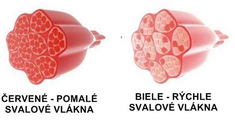 ilustrácia mechanizmu účinku botoxu na svalové vlákna