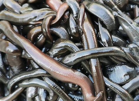 Ilustrácia starovekého egyptského lekára používajúceho pijavice na liečbu pacienta.