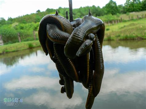 Detailný pohľad na ústny aparát pijavice lekárskej s tromi čeľusťami.