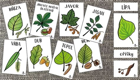 Ilustrácia rôznych druhov lekárskych pijavíc.