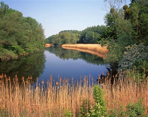 Ilustrácia včelárika zlatého v Národnom parku Donau-Auen