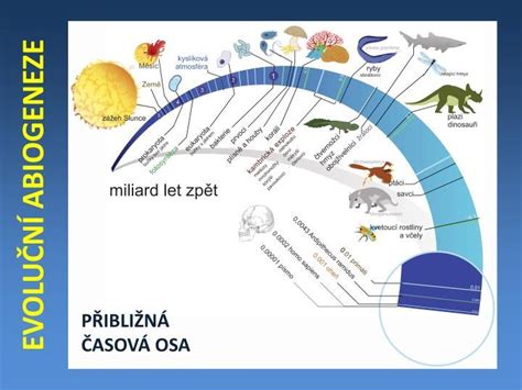 Schéma: Vývoj šarlachovej vyrážky a jahodového jazyka
