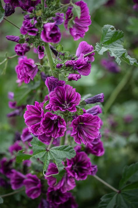 Ilustrácia slezu lesného (Malva sylvestris) a slezu maurského (Malva mauritiana) pre porovnanie