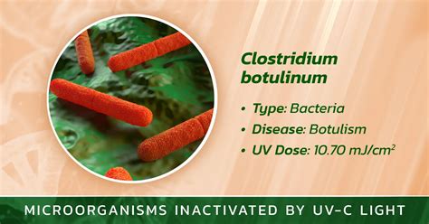 Schéma baktérie Clostridium botulinum alebo infografika o botulizme