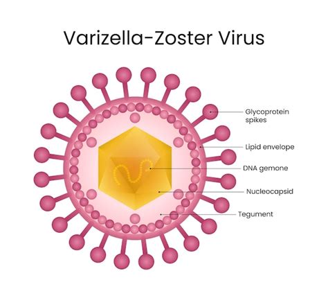 Štruktúra vírusu Varicella Zoster