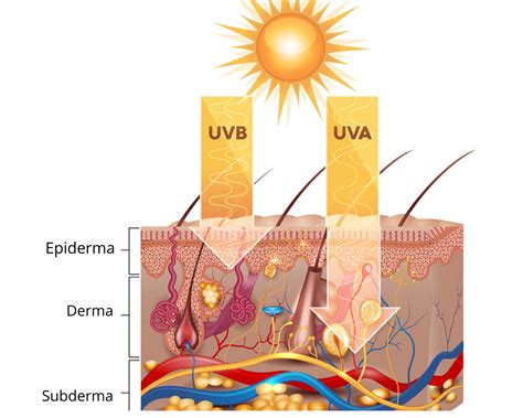 Ilustrácia: Rozdiel medzi UVA a UVB žiarením a ich dopadom na pokožku