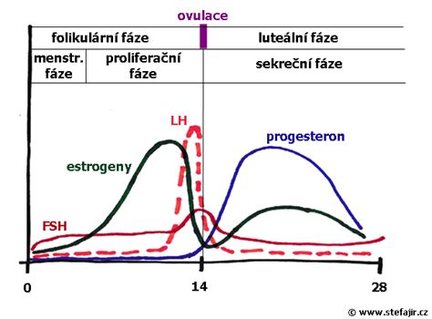 Schéma mazového folikulu a proces vzniku zápalu v dôsledku upchatia pórov
