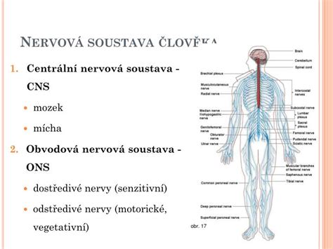 Schéma: Nervové dráhy postihnuté postherpetickou neuralgiou