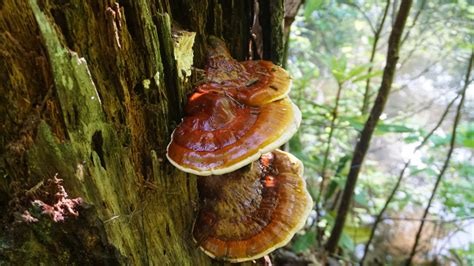 fotografia huby Reishi rastúcej na strome